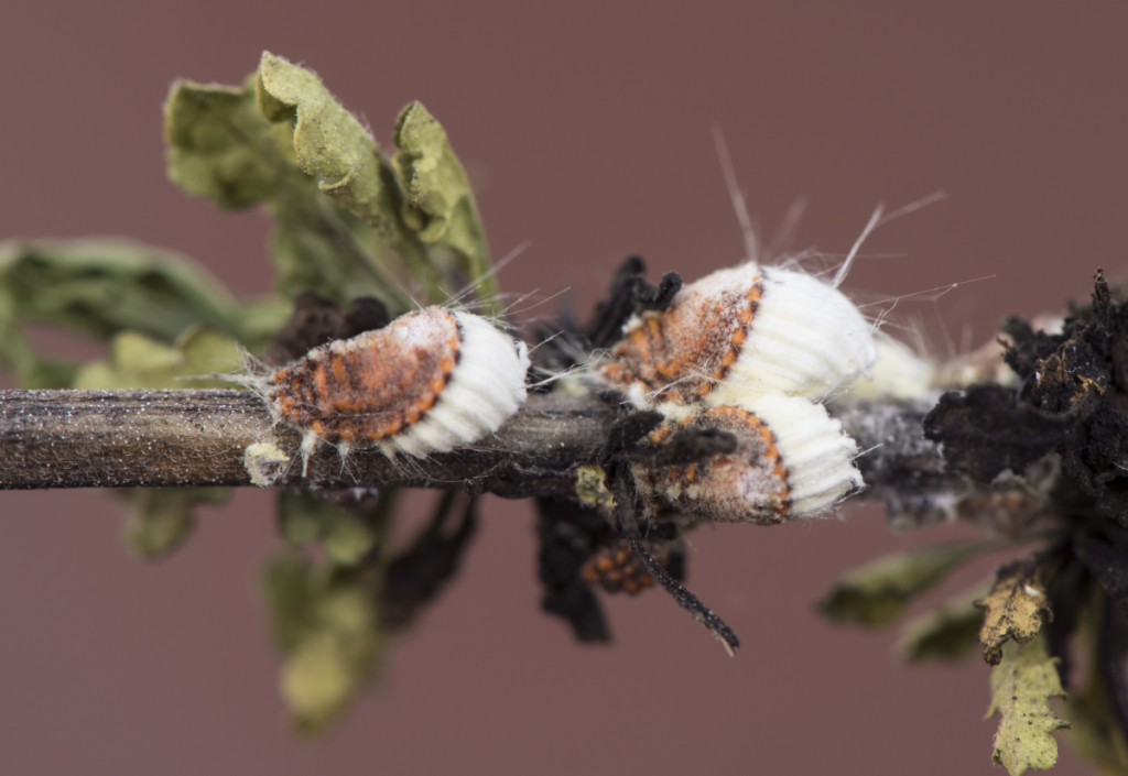 What Do I Do About Bugs in My Trees?