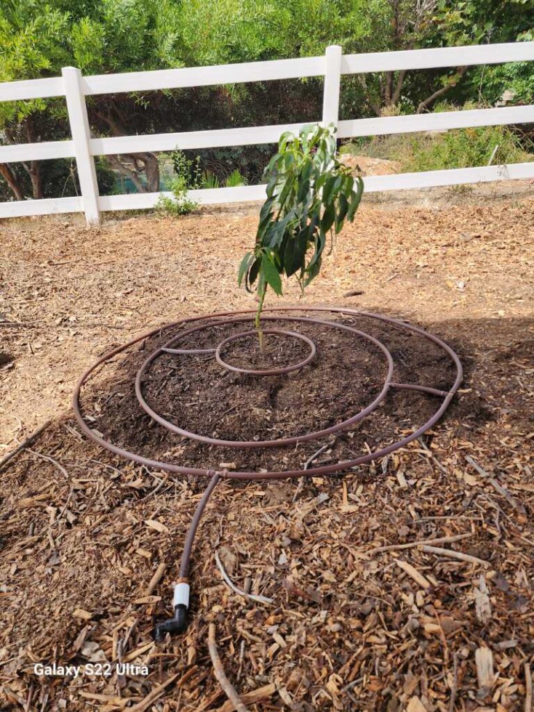 Tree Irrigation