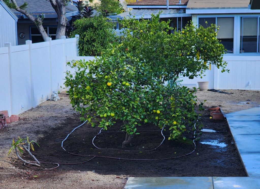 Citrus Tree Rehab