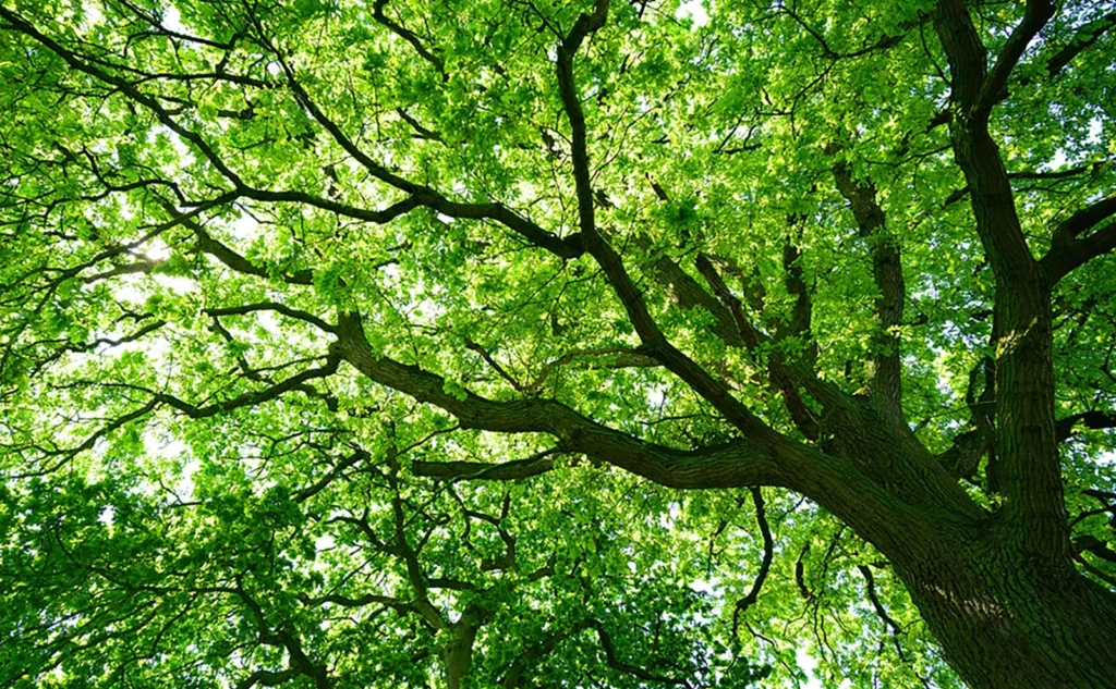 watering trees in summer