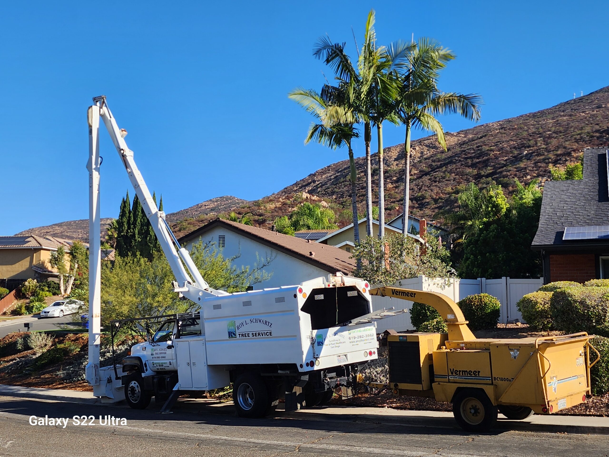 palm tree trimming